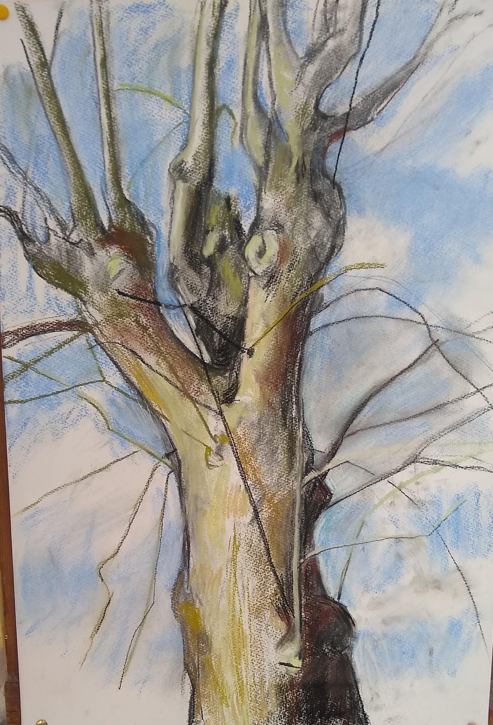 A charcoal and pastel drawing of an ash tree by Caroline Mayow